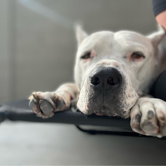 dogopaws